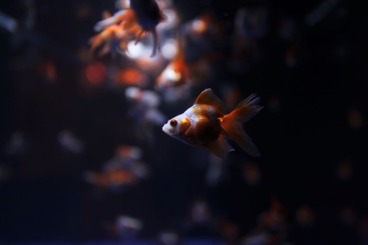 FISH SWIMMING UNDERWATER