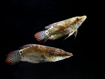 Close-up of fish in aquarium