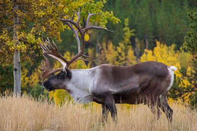 Side view of deer on field