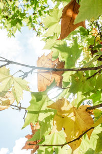 Low angle view of maple leaves on tree against sky