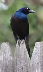 Close-up of bird perching on wood