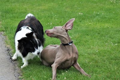 Two dogs on field