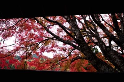 Low angle view of cherry blossom tree