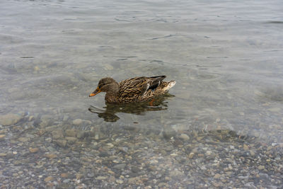 High angle view of mallard duck swimming in lake