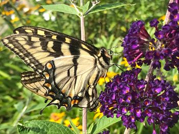 Close-up of butterfly pollinating on purple flower