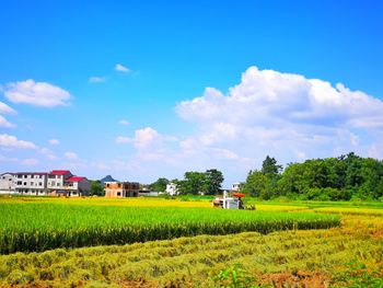 Scenic view of agricultural field against blue sky