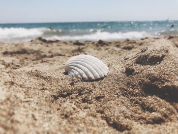 Close-up of seashell on beach