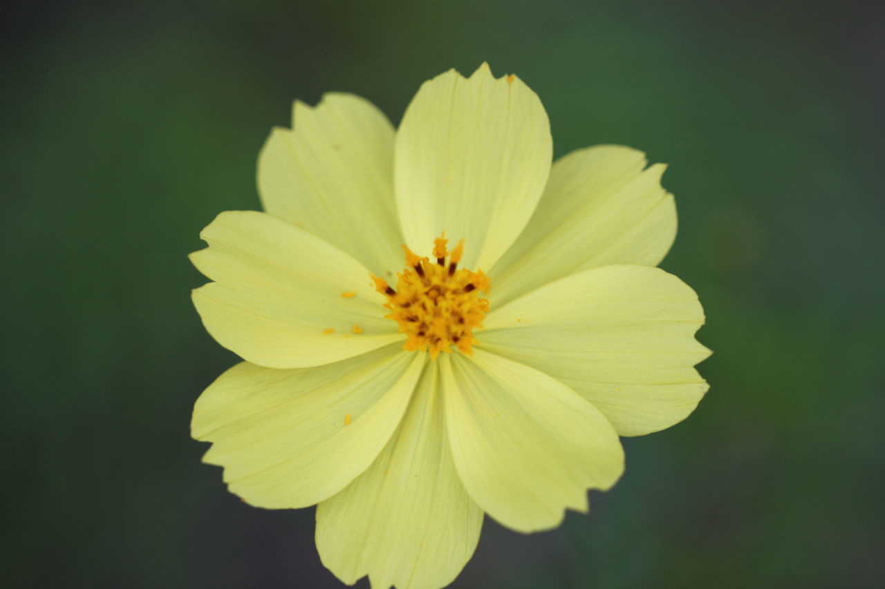 CLOSE-UP OF YELLOW ROSE FLOWER