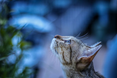 Close-up of cat looking up