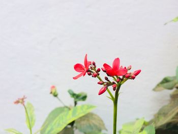 Close-up of pink flowers blooming outdoors