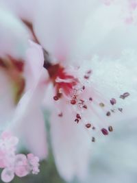 Close-up of frozen blossom blooming outdoors