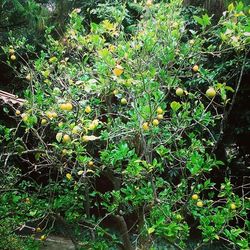 Plants growing on tree