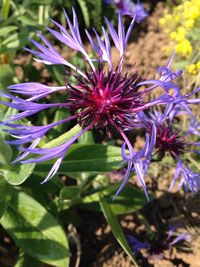 Close-up of purple flowers blooming outdoors