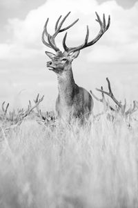 View of deer standing in tall grass