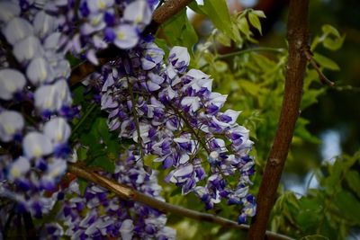 Close-up of purple flowering plant