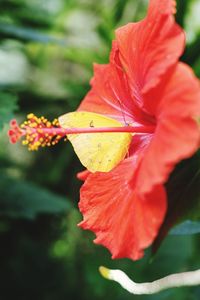 Close-up of red flower