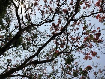 Low angle view of flowering tree against clear sky