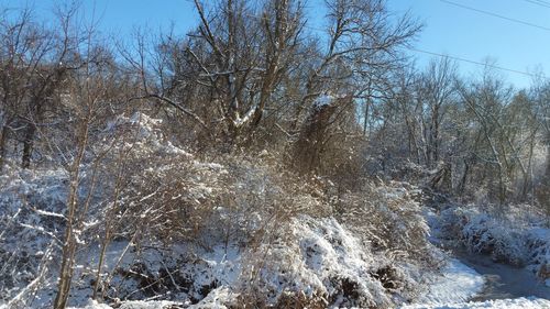 Snow covered bare trees and plants during winter