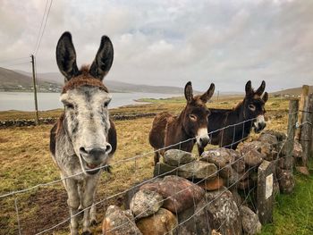 Portrait of horses on field against sky