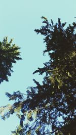 Low angle view of tree against sky