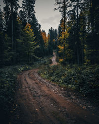 Road amidst trees in forest, karabuk, turkiye.