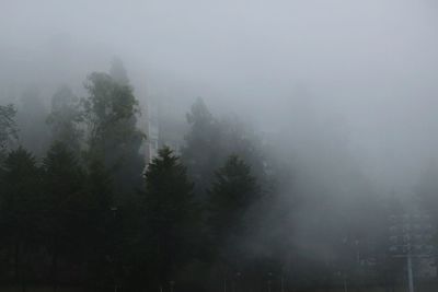 Trees in forest against sky at foggy weather
