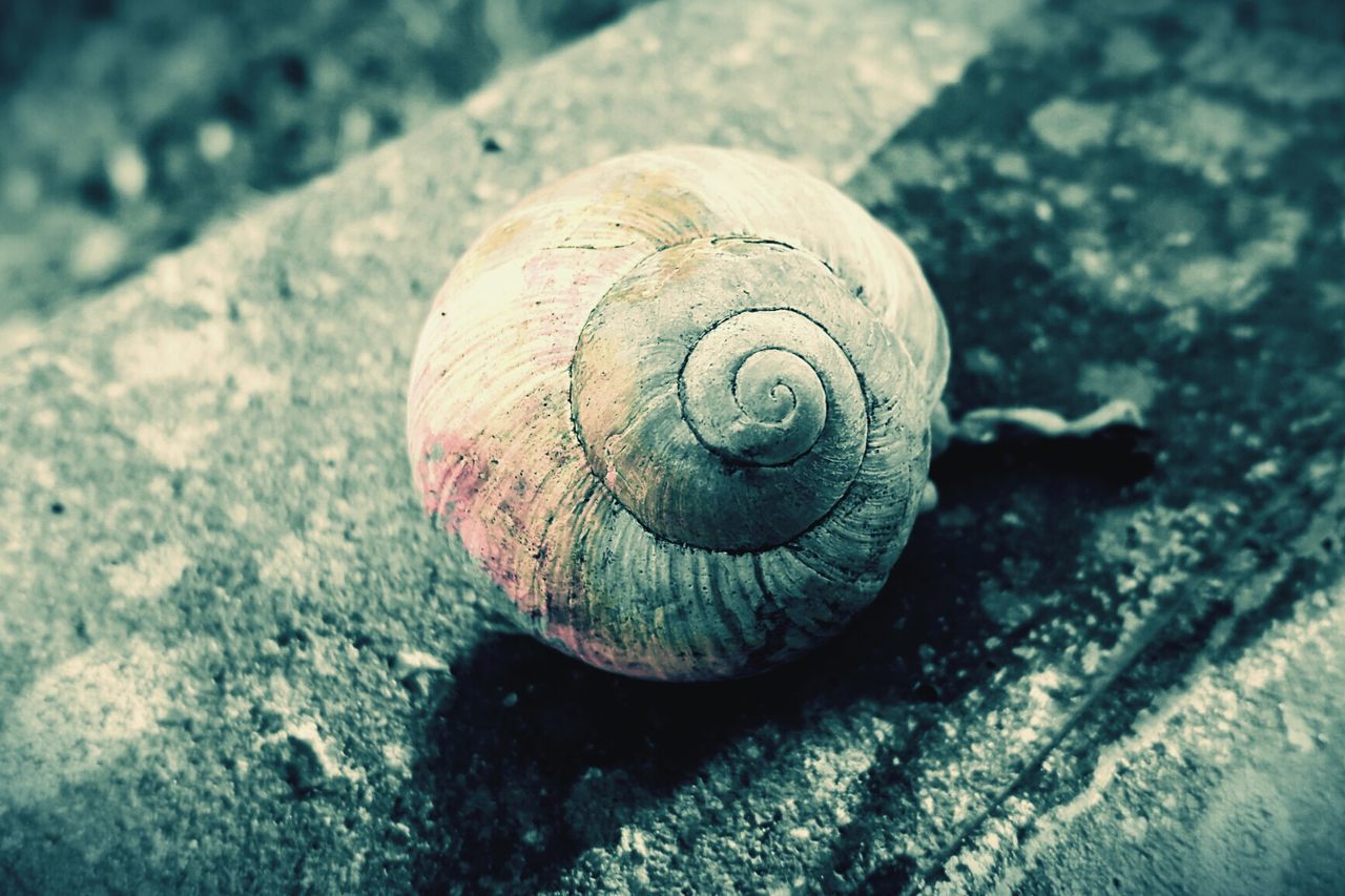 snail, one animal, animal shell, animal themes, wildlife, animals in the wild, close-up, focus on foreground, shell, nature, outdoors, day, textured, mollusk, high angle view, no people, natural pattern, selective focus, spiral, beauty in nature