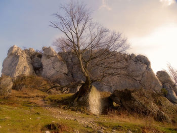 View of trees on landscape against sky