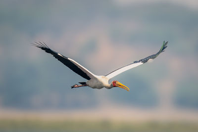 Bird flying against sky