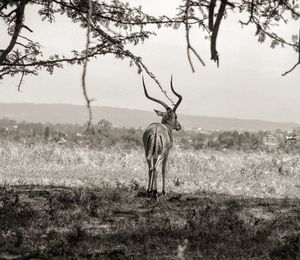 Impala on field at lake nakuru national park