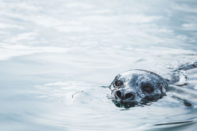 Turtle swimming in water