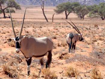 Oryx standing on sand at desert