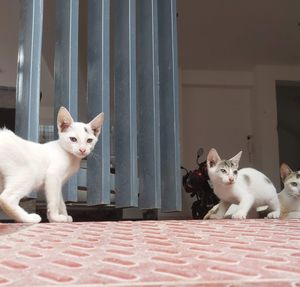 Portrait of a cat sitting