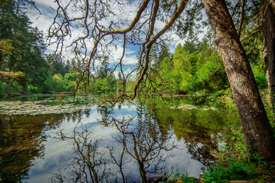 Reflection of trees in lake