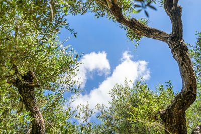 Low angle view of trees against sky