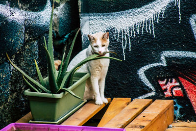 Portrait of cat sitting by potted plant against wall