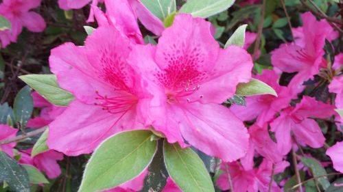 Close-up of pink flowers