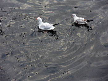 High angle view of seagulls swimming in lake