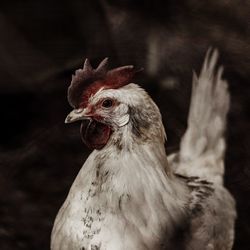 Close-up of a bird