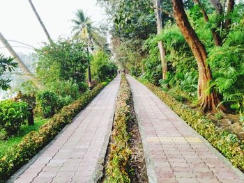 Empty footpath amidst trees