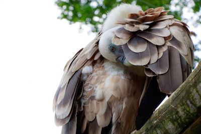 Close-up of owl perching on branch