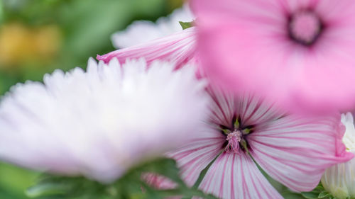 Close-up of pink flowering plant