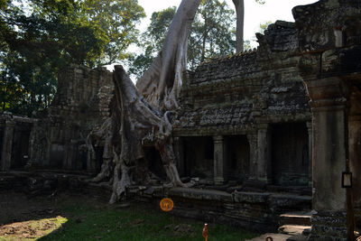 Old ruin of tree and building