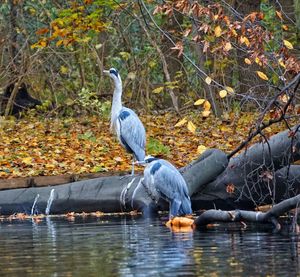 High angle view of gray heron by lake