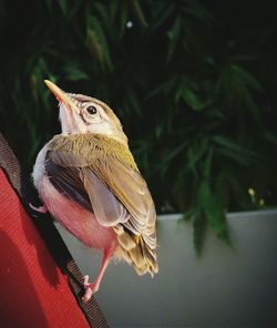 Close-up of bird perching outdoors