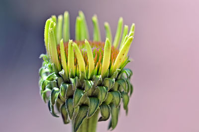 Close-up of plant against white background