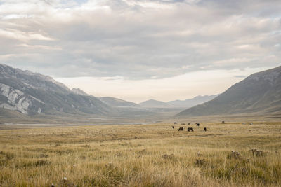 Scenic view of landscape against sky