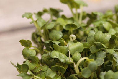 Close-up of green leaves