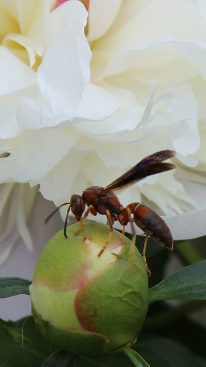 close-up, plant, no people, nature, animal themes, invertebrate, insect, animals in the wild, growth, animal wildlife, beauty in nature, one animal, animal, freshness, leaf, flower, plant part, flowering plant, petal, day, outdoors, flower head, pollination