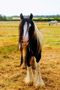 Horse in a field